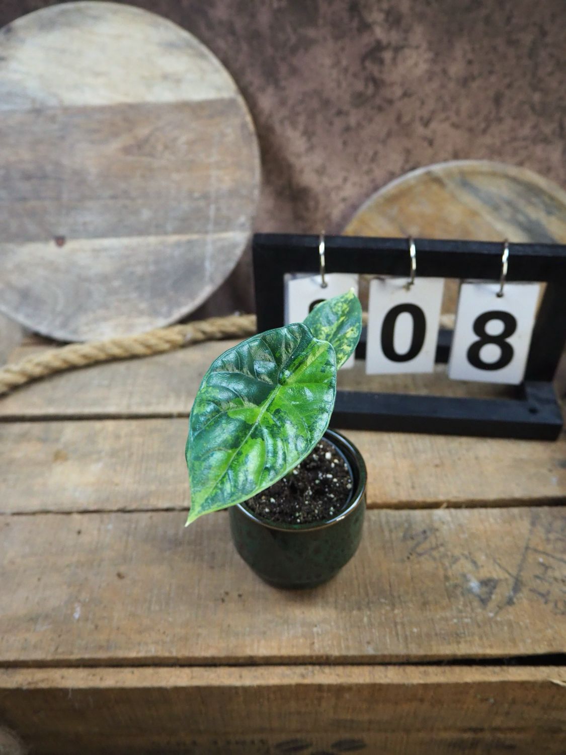 Alocasia Sinuata Variegata #8