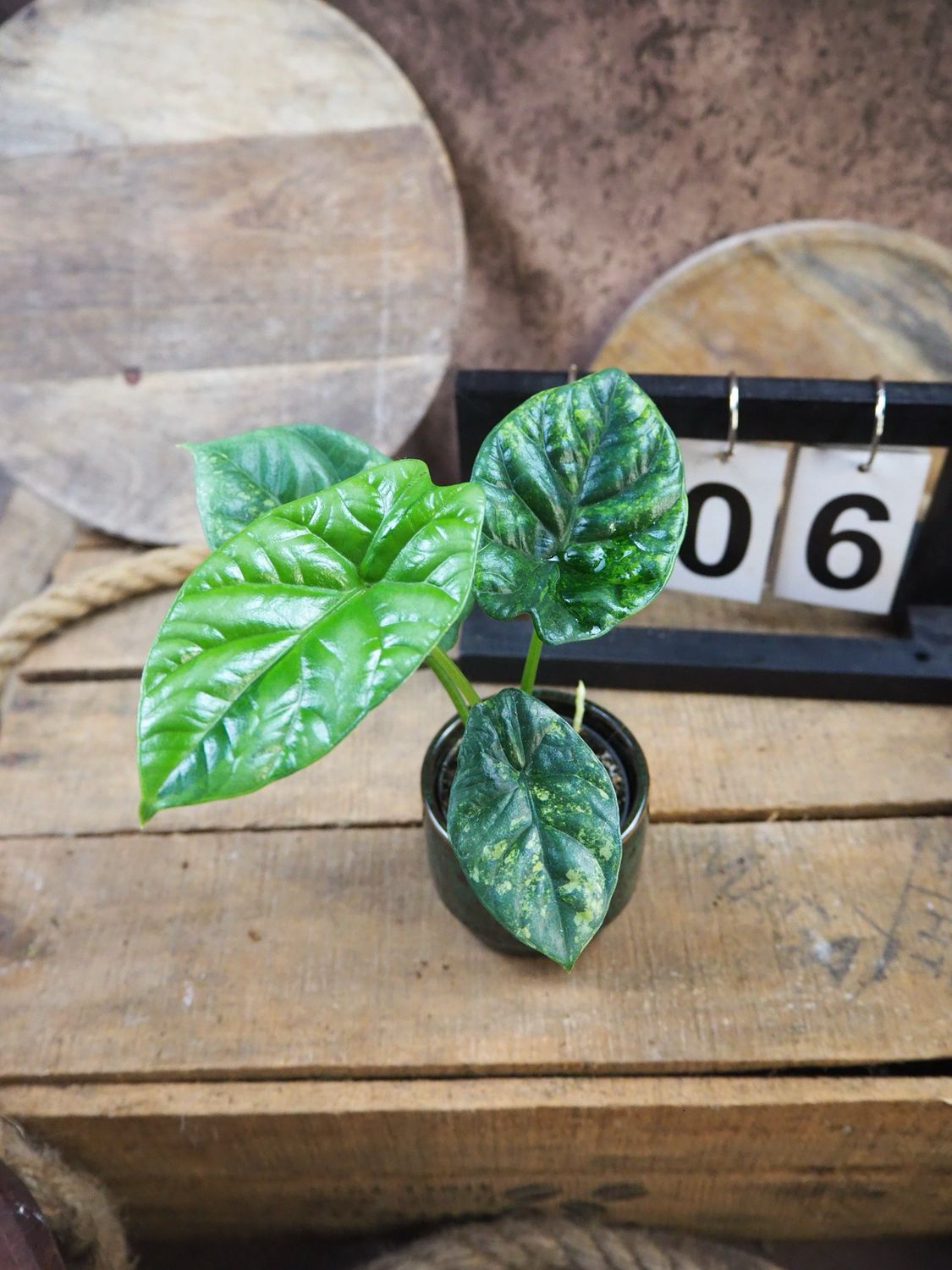 Alocasia Sinuata Variegata #6 Alocasia Sinuata Variegata #6