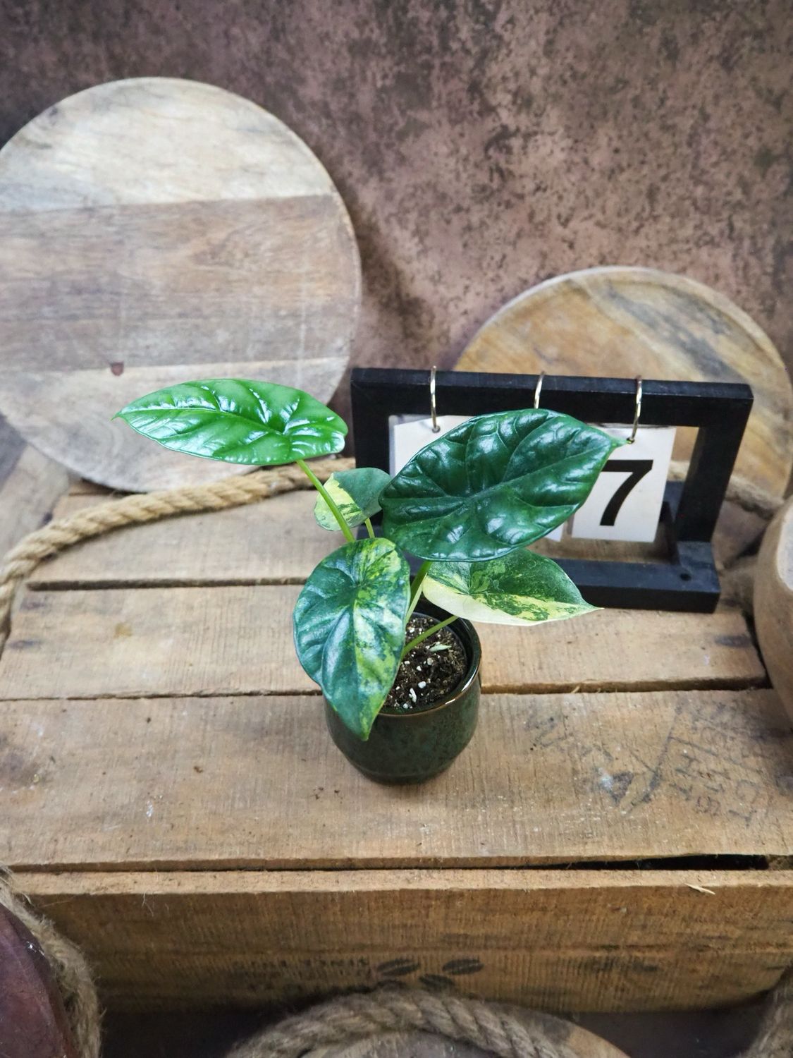 Alocasia Sinuata Variegata #7