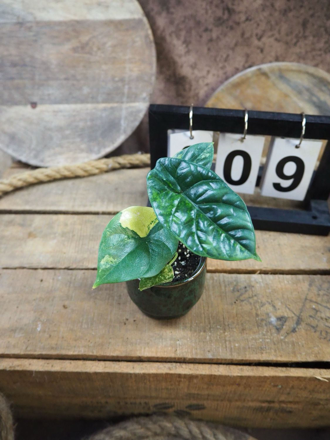 Alocasia Sinuata Variegata #9 Alocasia Sinuata Variegata #9