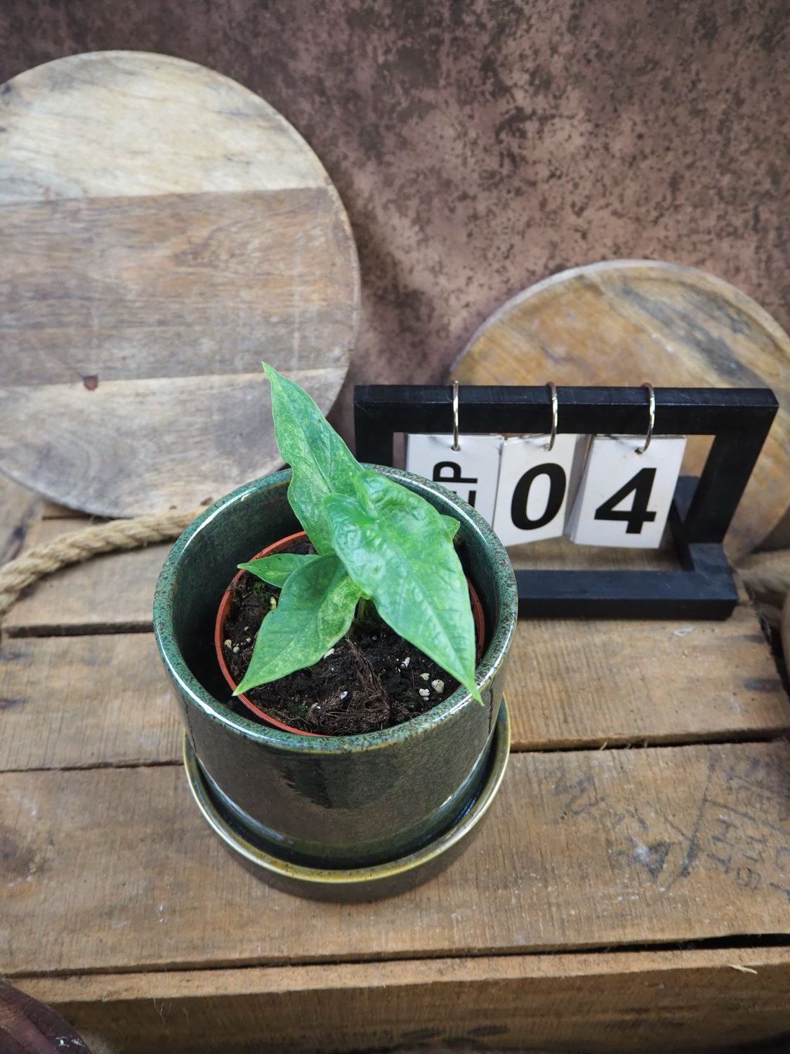Alocasia Sulawesi Green Carped Variegata #4 Alocasia Sulawesi Green Carped Variegata #4