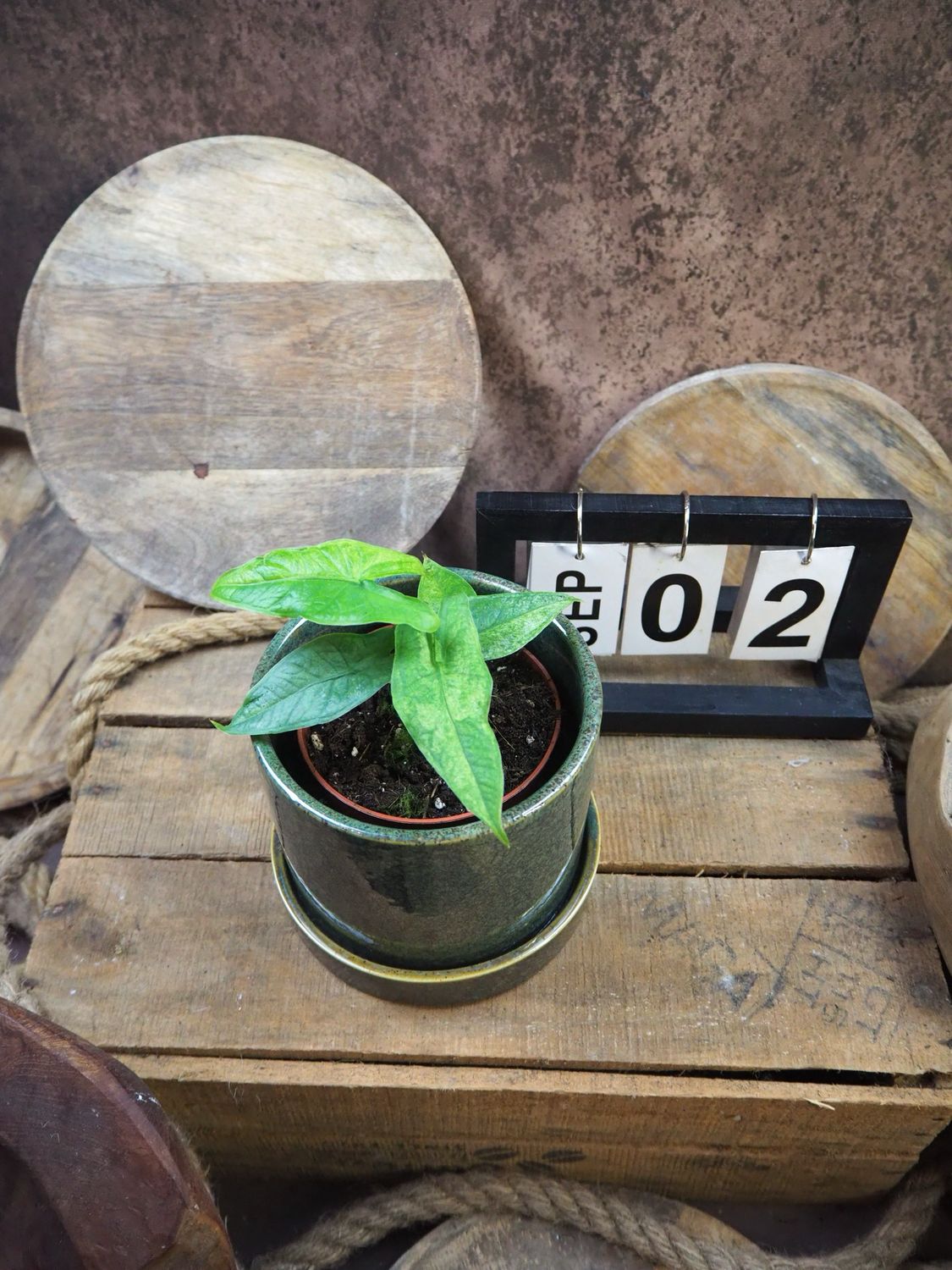 Alocasia Sulawesi Green Carped Variegata #2 Alocasia Sulawesi Green Carped Variegata #2