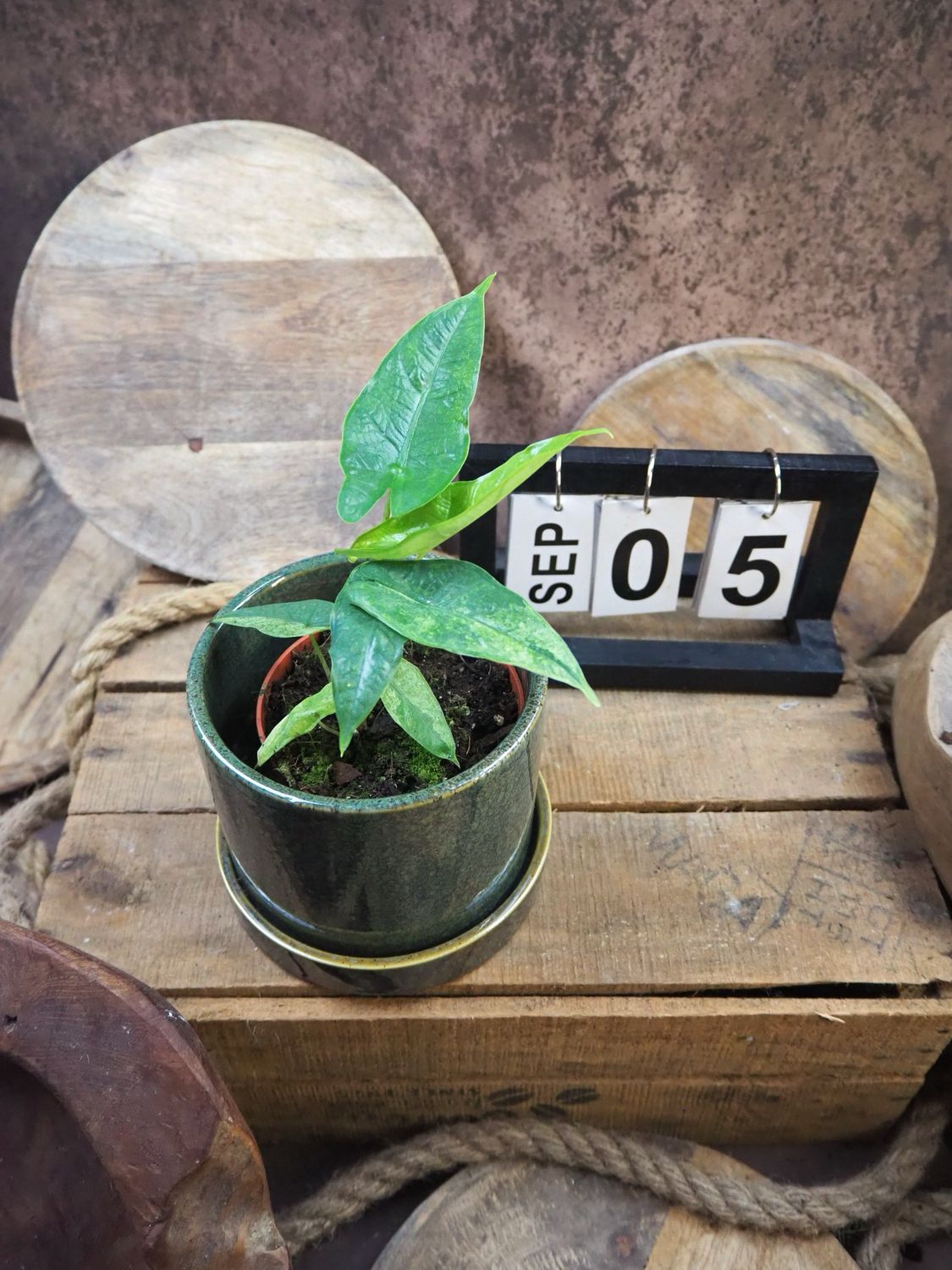 Alocasia Sulawesi Green Carped Variegata #5