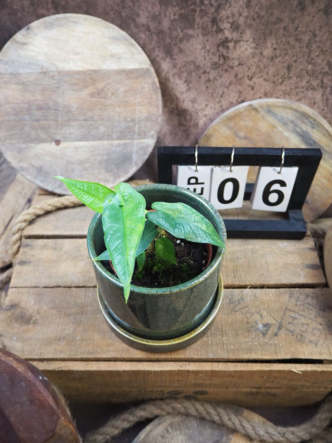 Alocasia Sulawesi Green Carped Variegata #6 Alocasia Sulawesi Green Carped Variegata #6