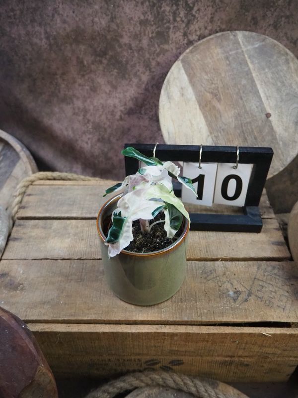 Alocasia Polly Pink Variegata #10 Alocasia Polly Pink Variegata #10