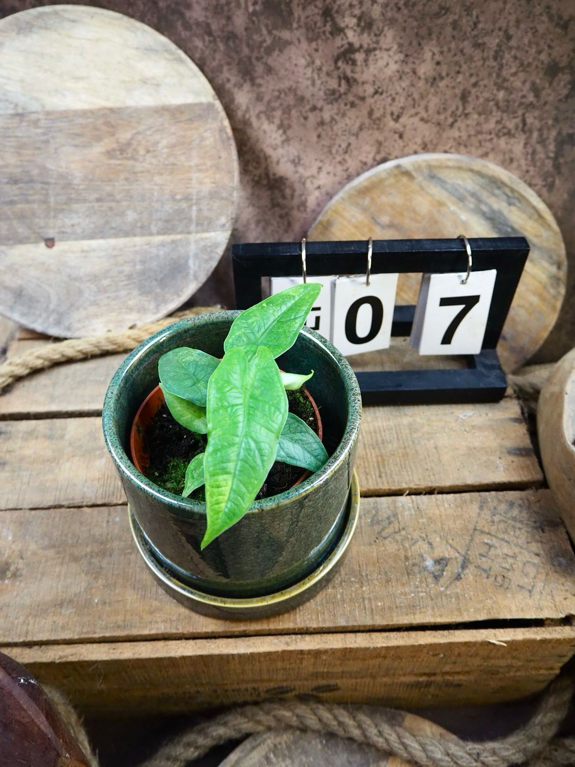 Alocasia Sulawesi Green Carped Variegata #7 Alocasia Sulawesi Green Carped Variegata #7