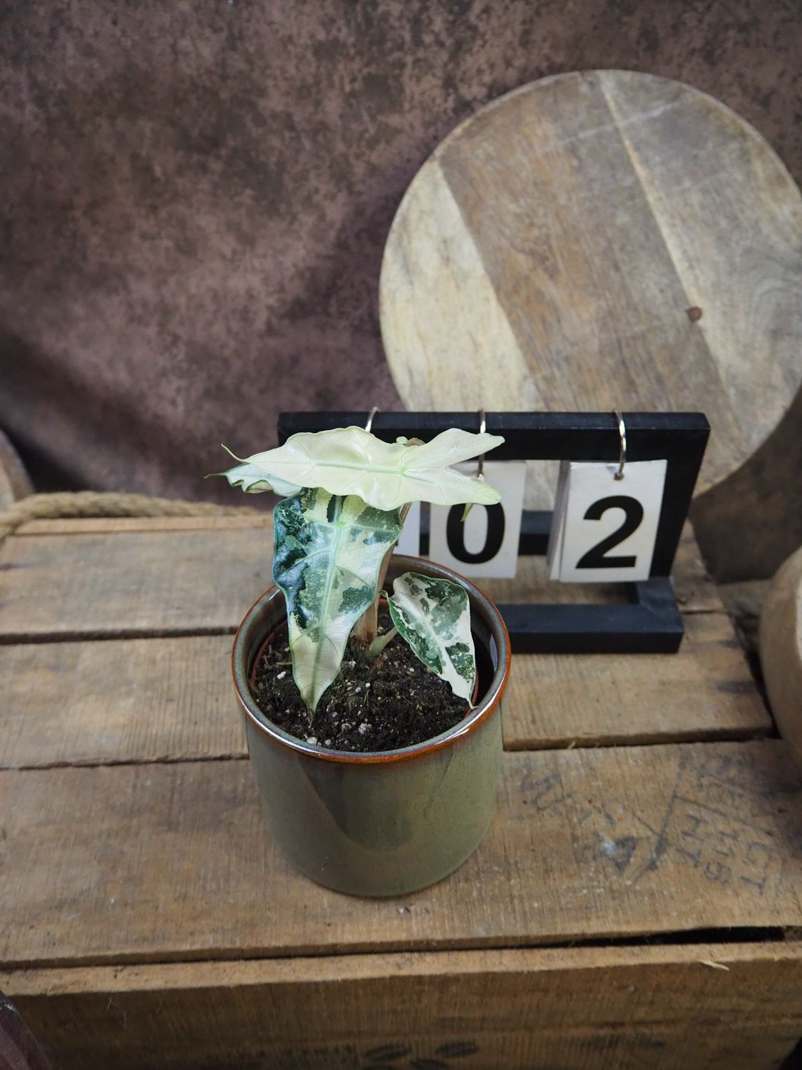 Alocasia Polly Pink Variegata #2