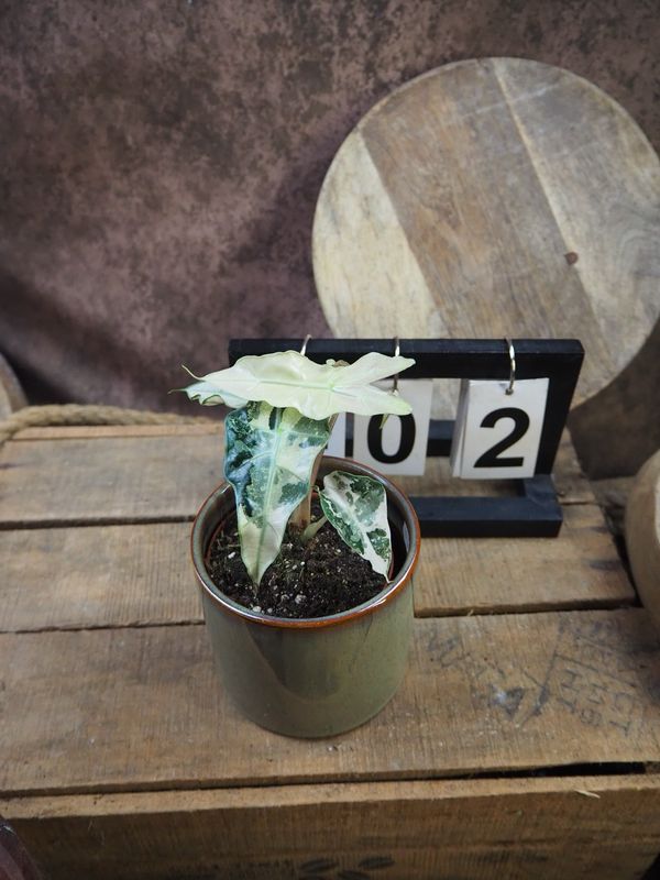 Alocasia Polly Pink Variegata #2 Alocasia Polly Pink Variegata #2