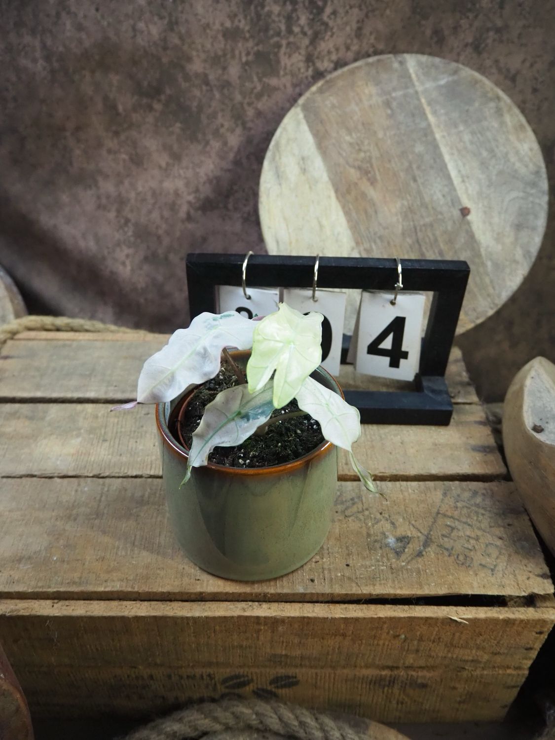 Alocasia Polly Pink Variegata #4