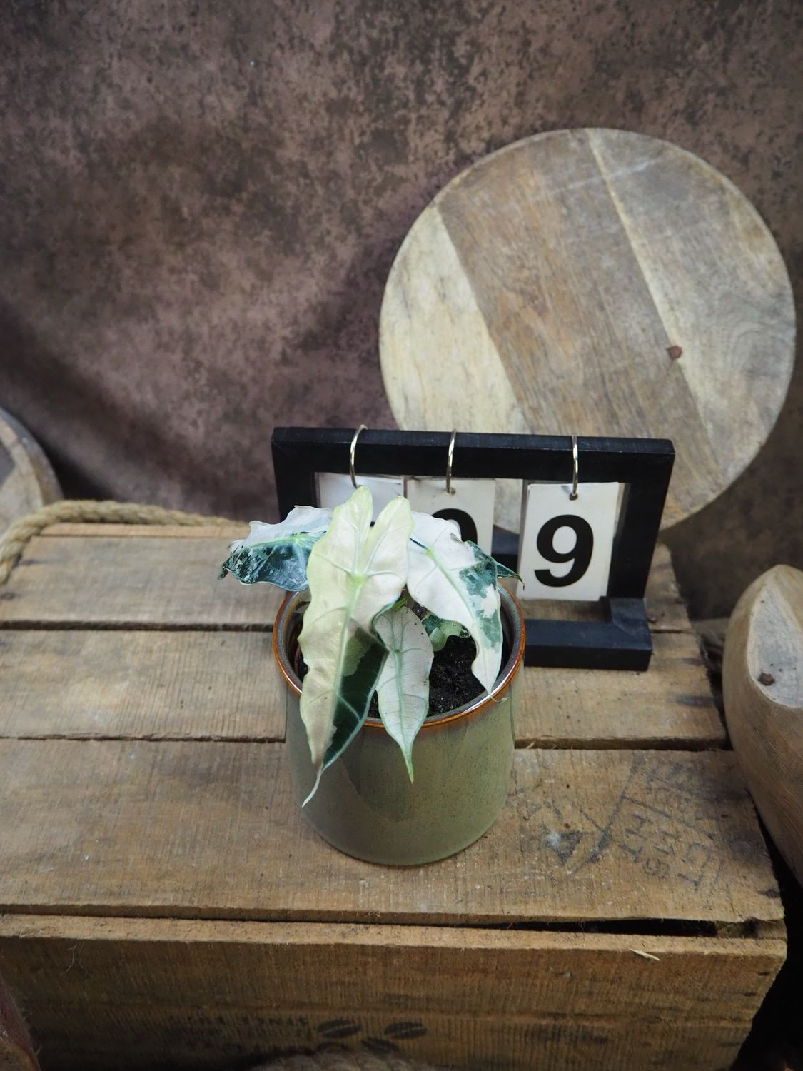 Alocasia Polly Pink Variegata #9