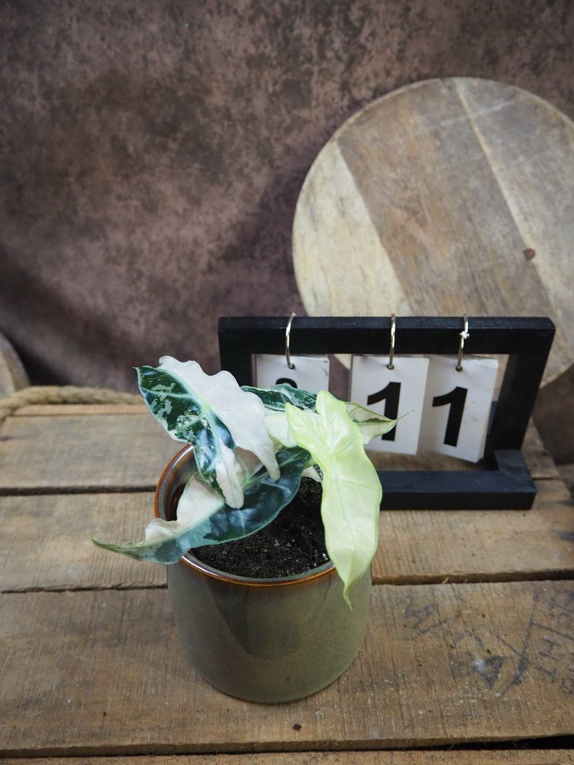 Alocasia Polly Pink Variegata #11