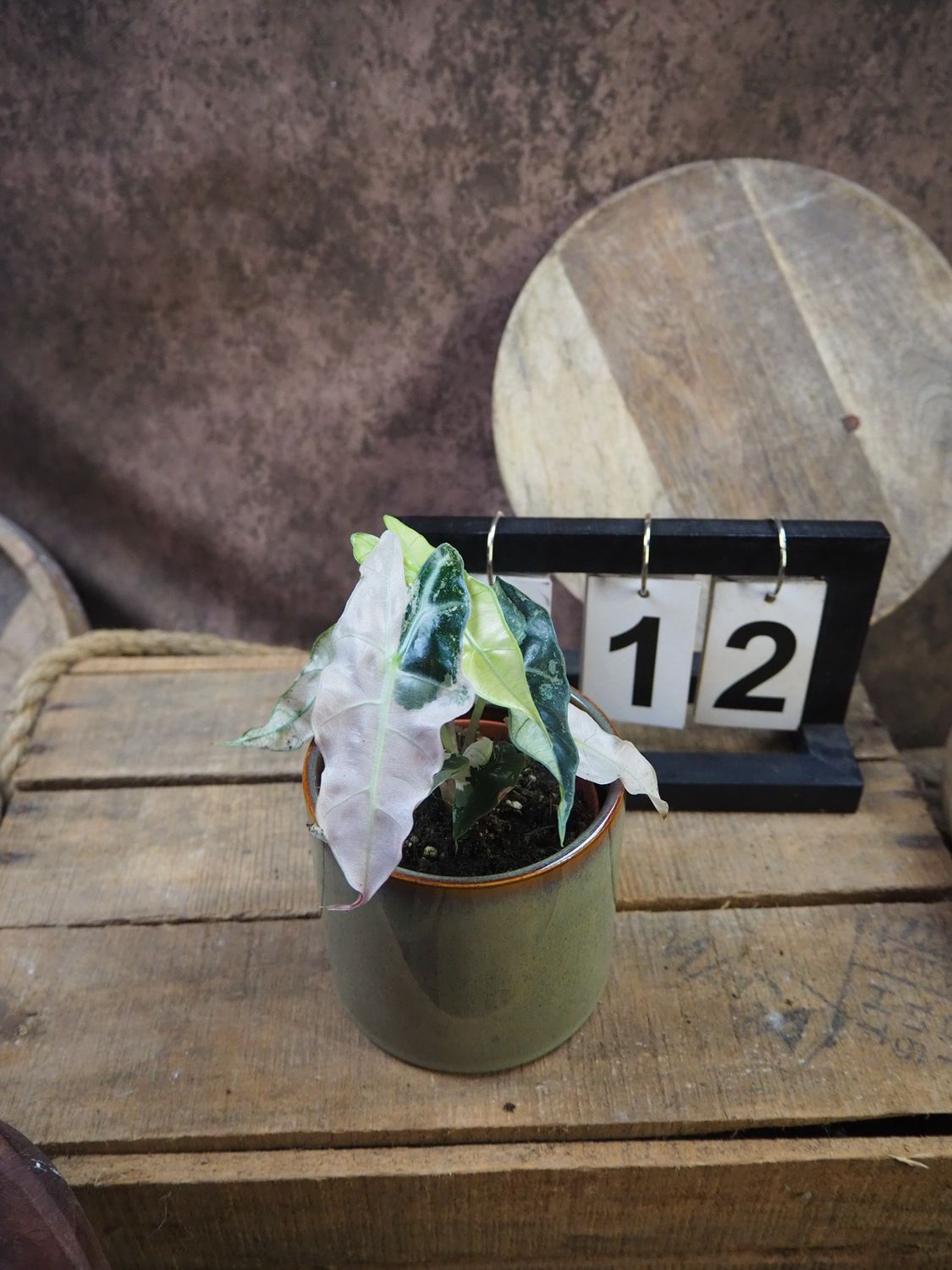 Alocasia Polly Pink Variegata #12