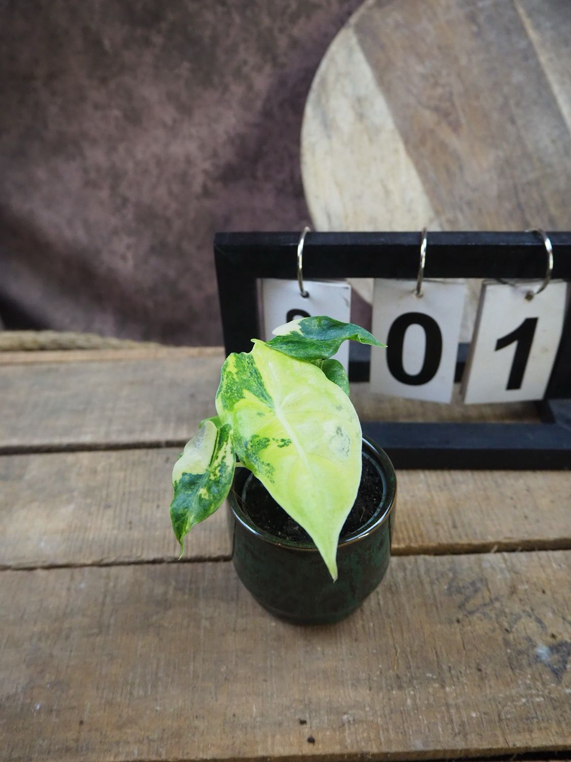 Alocasia Nairobi Nights Variegata #1 Alocasia Nairobi Nights Variegata #1