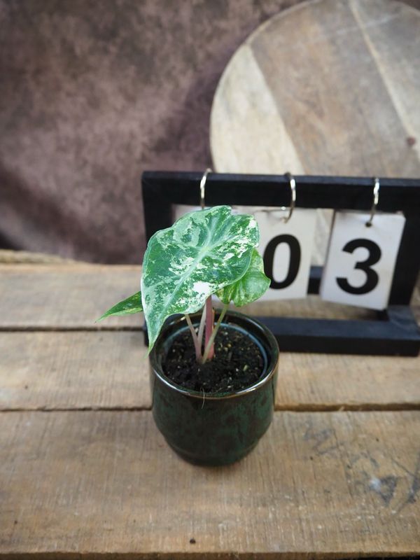 Alocasia Nairobi Nights Variegata #3 Alocasia Nairobi Nights Variegata #3