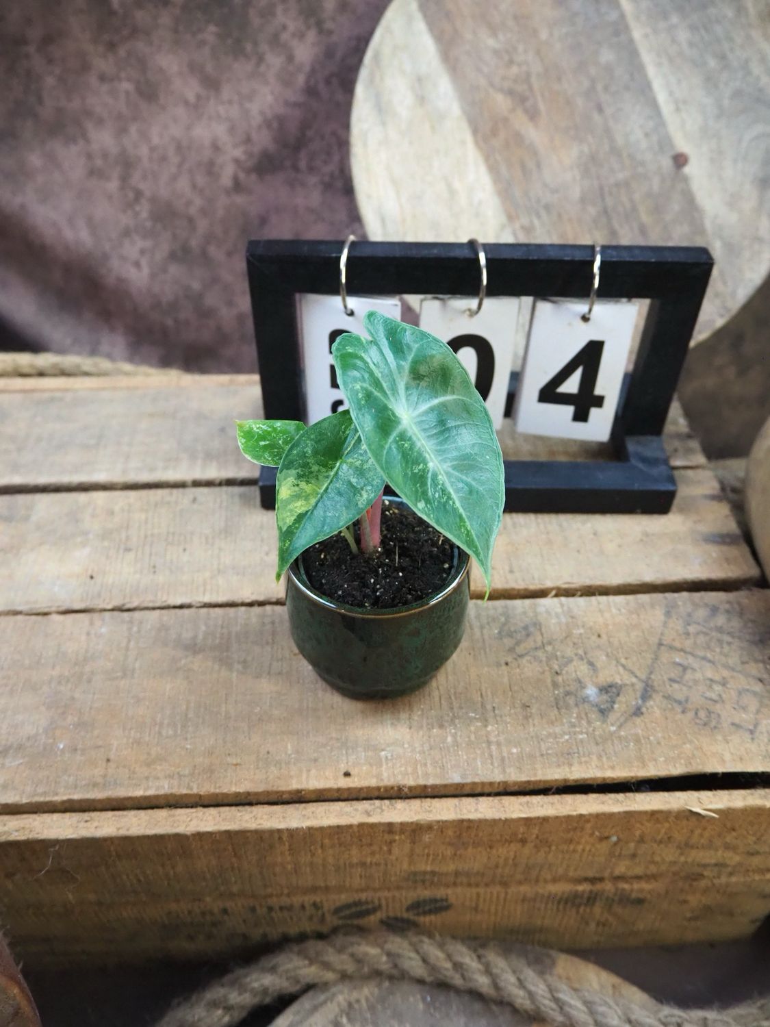 Alocasia Nairobi Nights Variegata #4 Alocasia Nairobi Nights Variegata #4