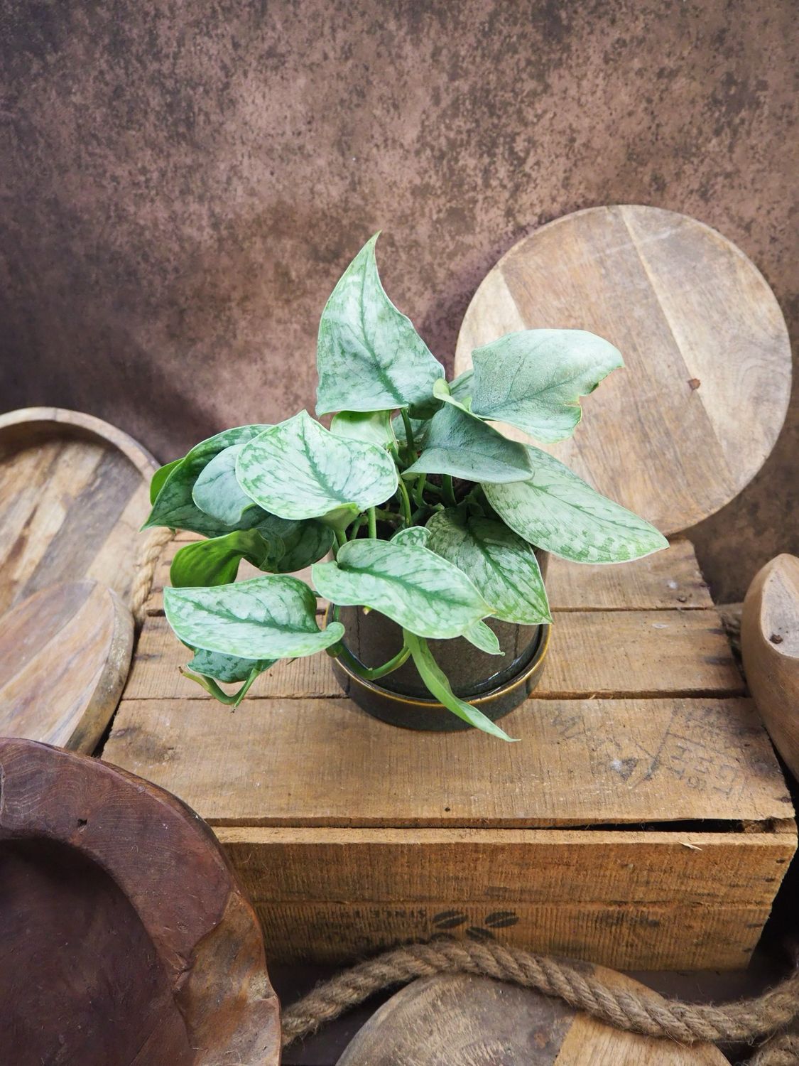 Scindapsus Silver Splash