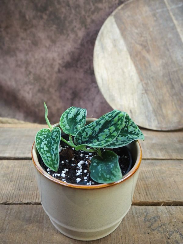 Scindapsus tricolor silver  Scindapsus tricolor silver