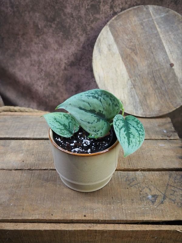 Scindapsus Green Anaconda Scindapsus Green Anaconda