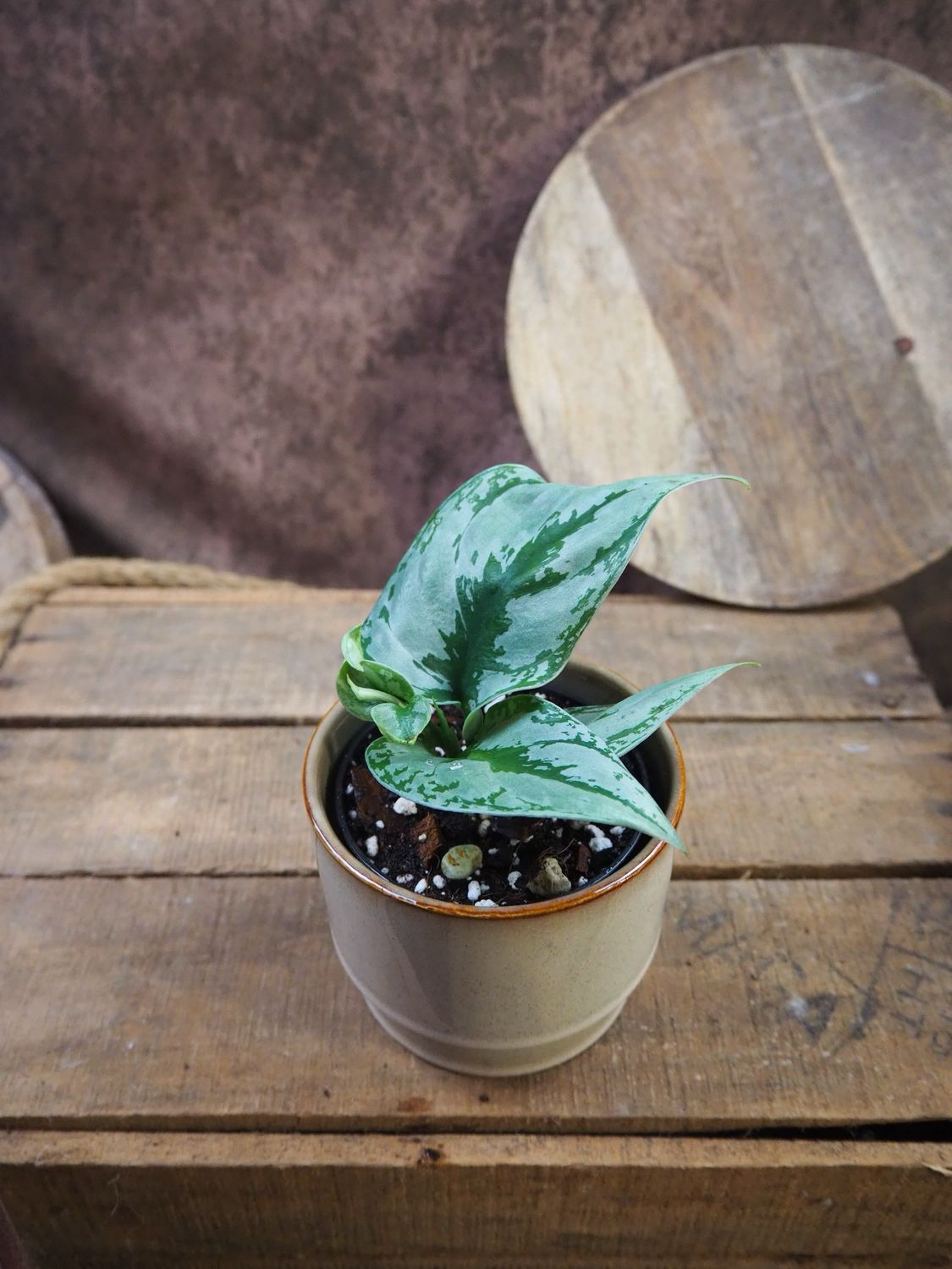 Scindapsus Kilimantan Scindapsus Kilimantan