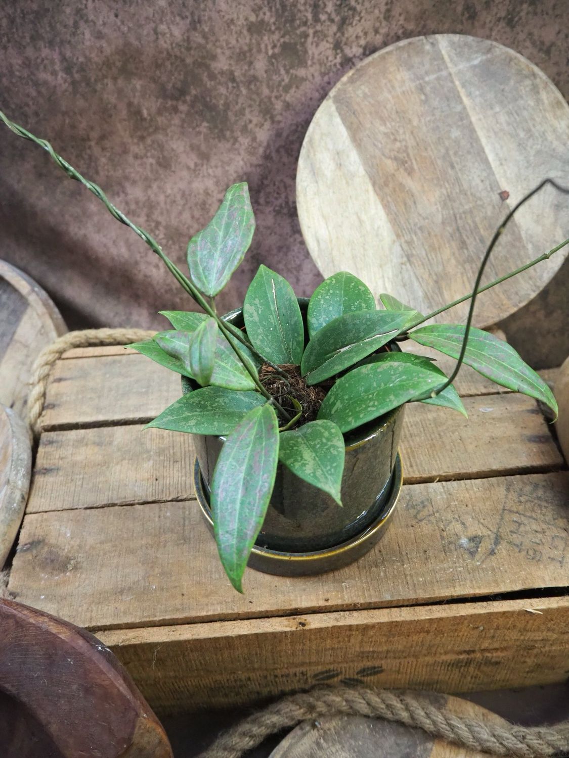 Hoya wibergiae Hoya wibergiae