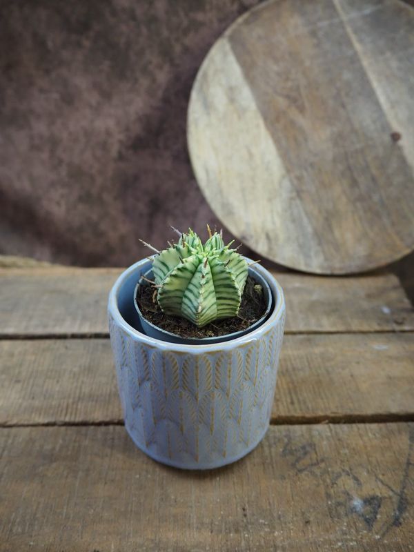 Euphorbia meloformis Variegata Euphorbia meloformis Variegata