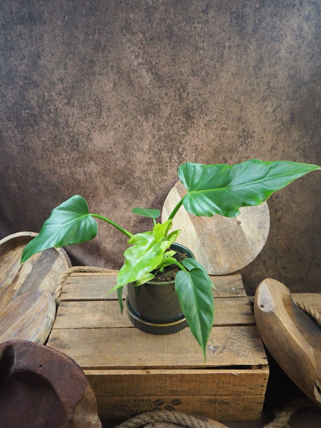 Philodendron radiatum Philodendron radiatum