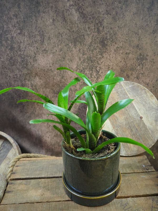 Neoregelia „Red Tiger“ Neoregelia „Red Tiger“