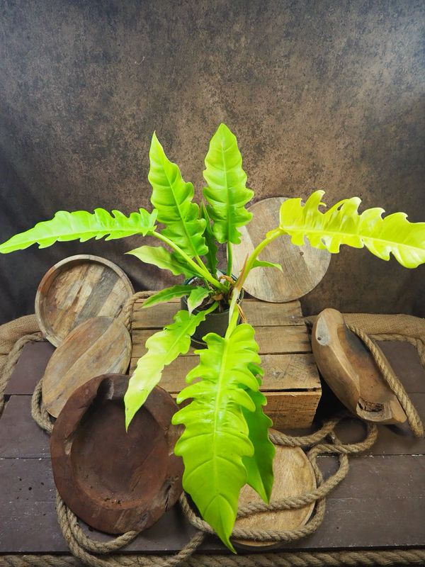 Philodendron Golden Crocodile Philodendron Golden Crocodile