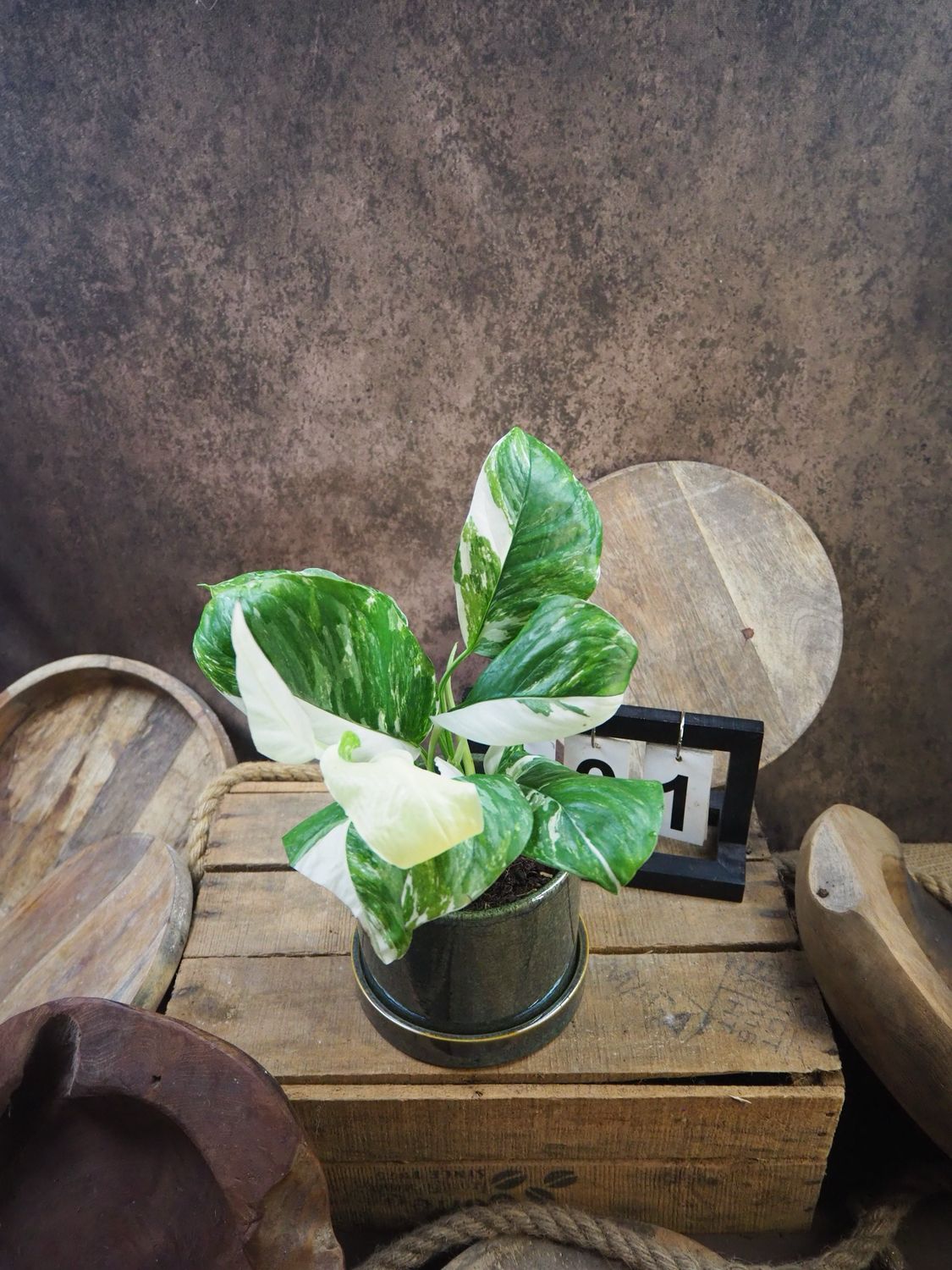 Monstera lechleriana Variegata #1