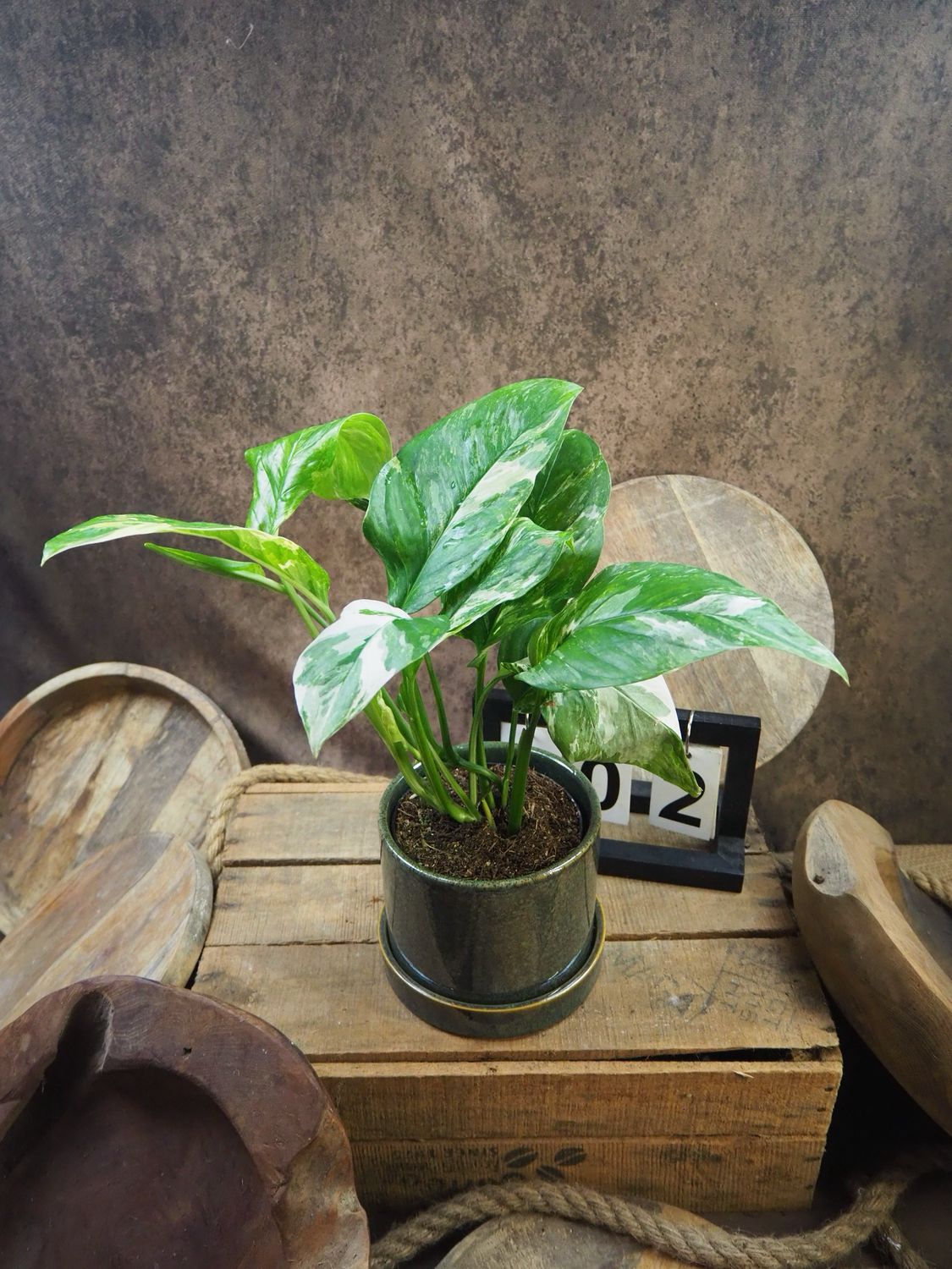 Monstera lechleriana Variegata #2