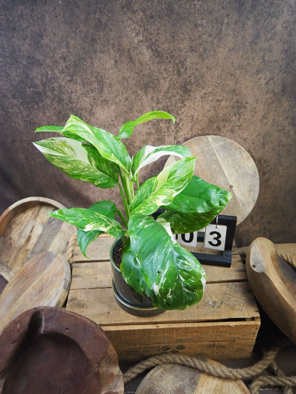 Monstera lechleriana Variegata #3