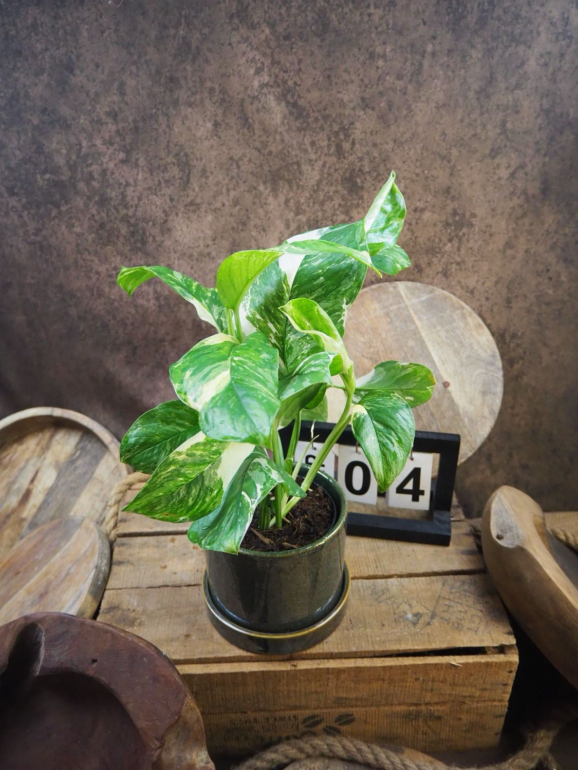 Monstera lechleriana Variegata #4