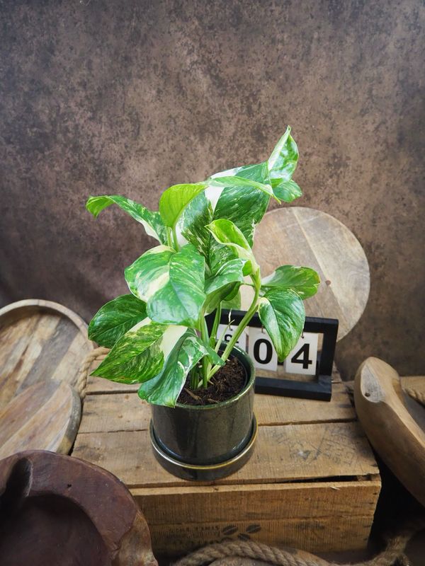 Monstera lechleriana Variegata #4 Monstera lechleriana Variegata #4