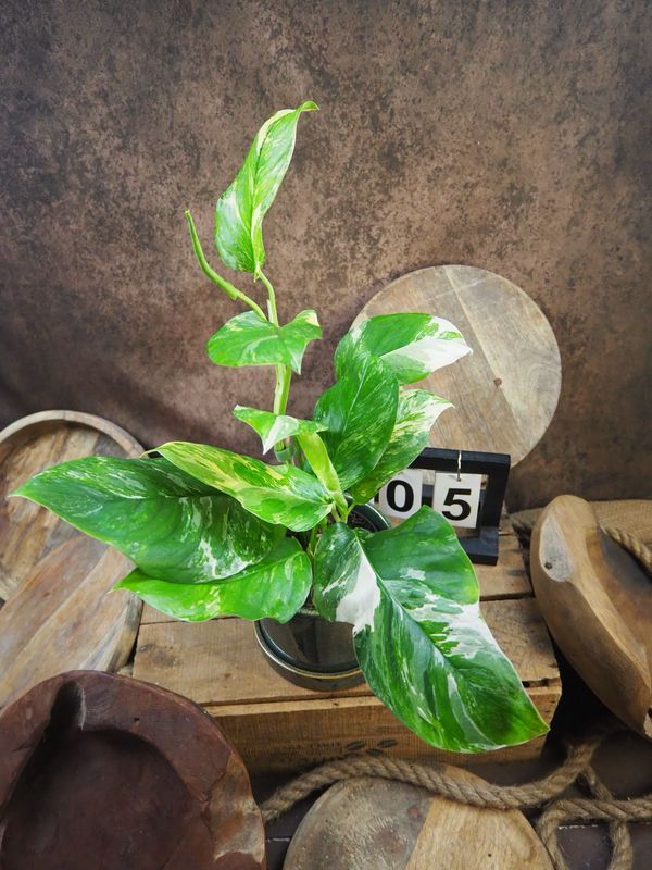 Monstera lechleriana Variegata #5 Monstera lechleriana Variegata #5