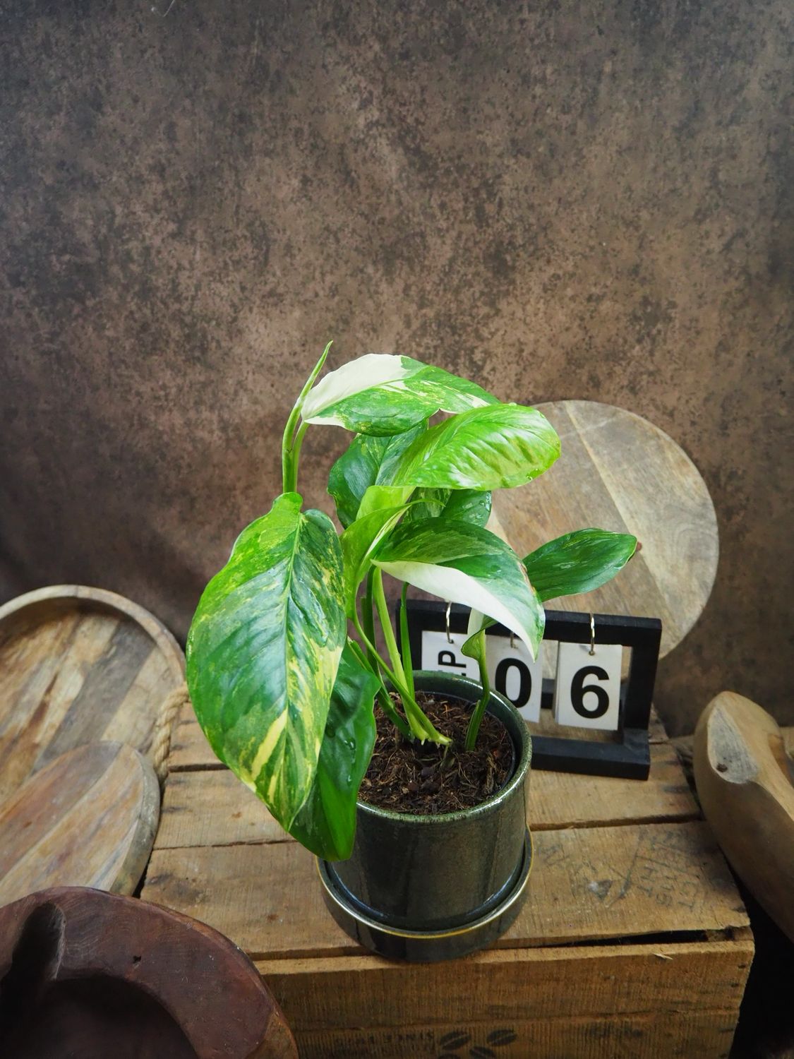 Monstera lechleriana Variegata #6 Monstera lechleriana Variegata #6