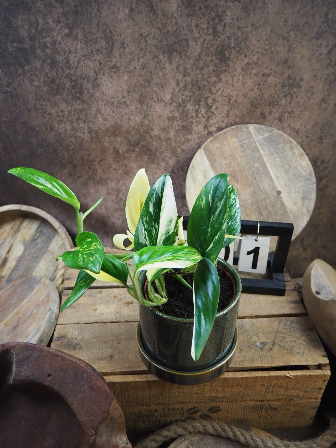 Philodendron stanleyana ‚Cobra‘ Aurea Variegata #1 Philodendron stanleyana ‚Cobra‘ Aurea Variegata #1