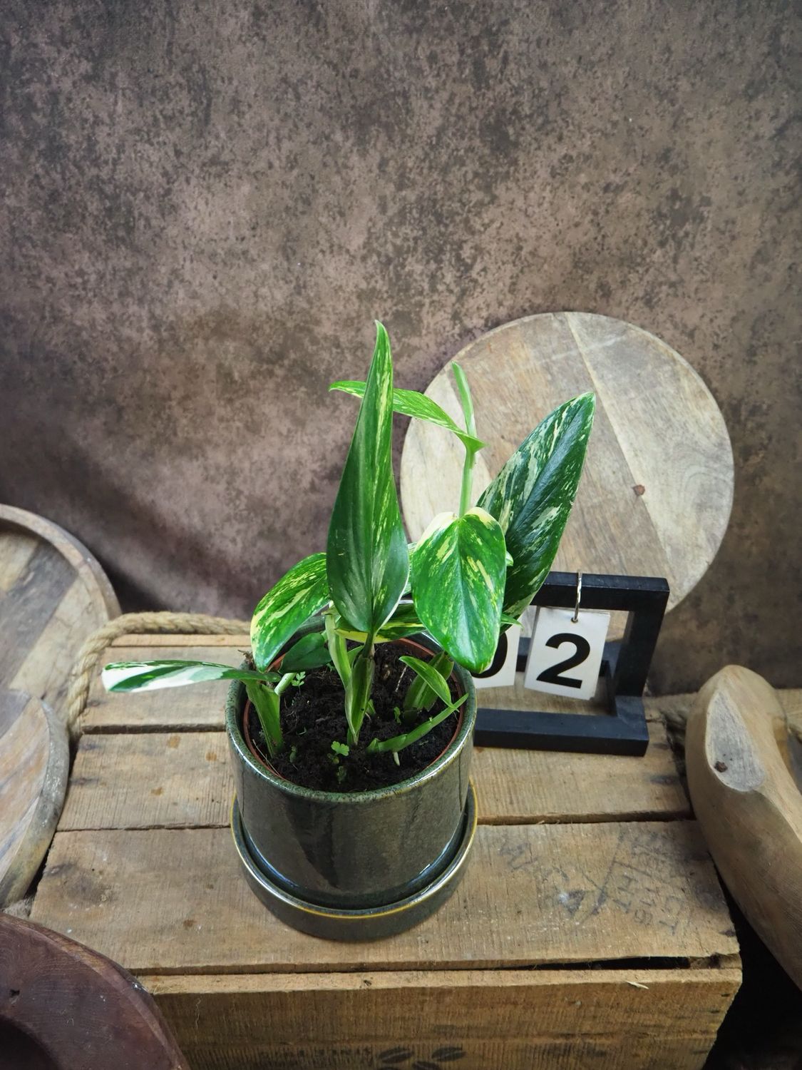 Philodendron stanleyana ‚Cobra‘ Aurea Variegata #2 Philodendron stanleyana ‚Cobra‘ Aurea Variegata #2