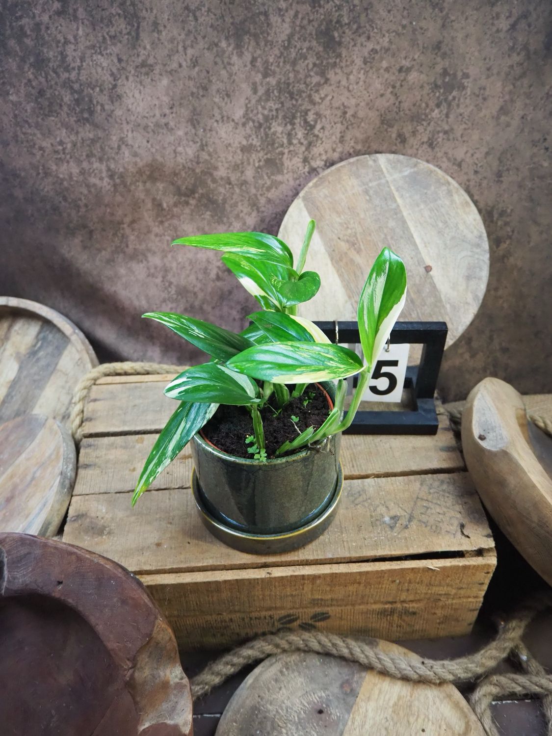 Philodendron stanleyana ‚Cobra‘ Aurea Variegata #5 Philodendron stanleyana ‚Cobra‘ Aurea Variegata #5