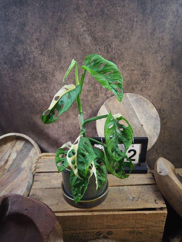 Monstera adansonii Albo Variegata #2