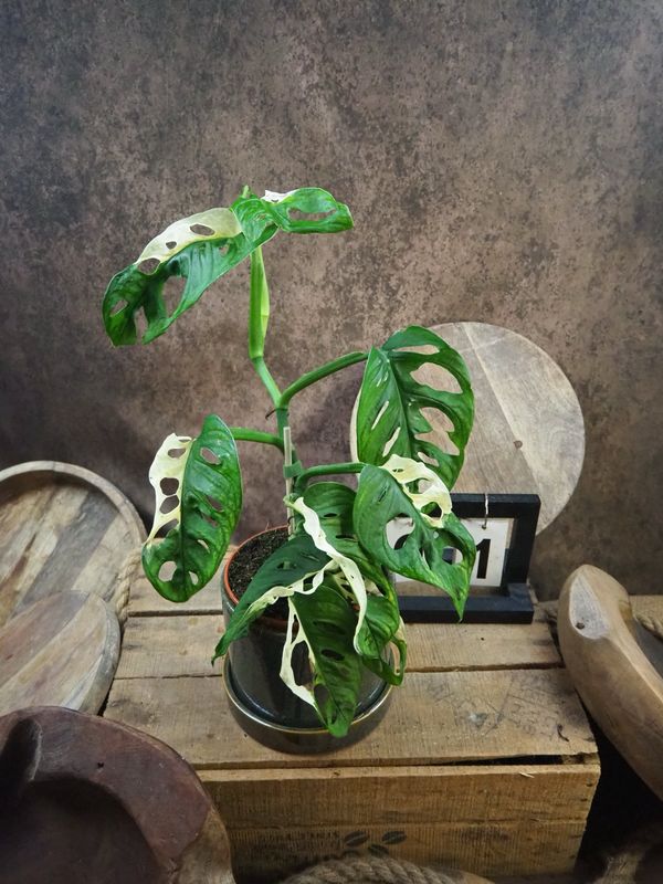 Monstera adansonii Albo Variegata #1