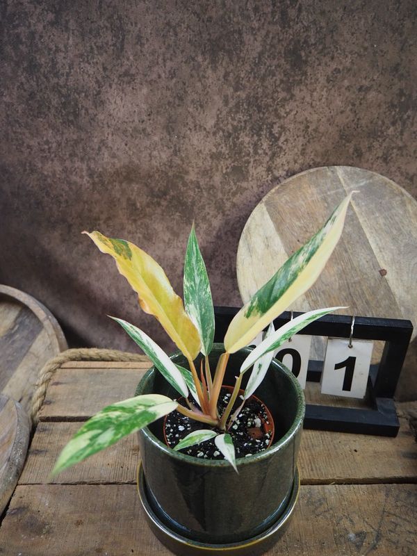 Philodendron Caramel Marble #1