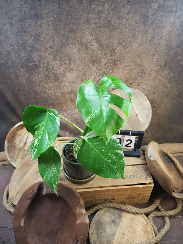 Monstera Albo Variegata #2 Monstera Albo Variegata #2