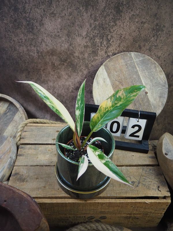 Philodendron Caramel Marble #2