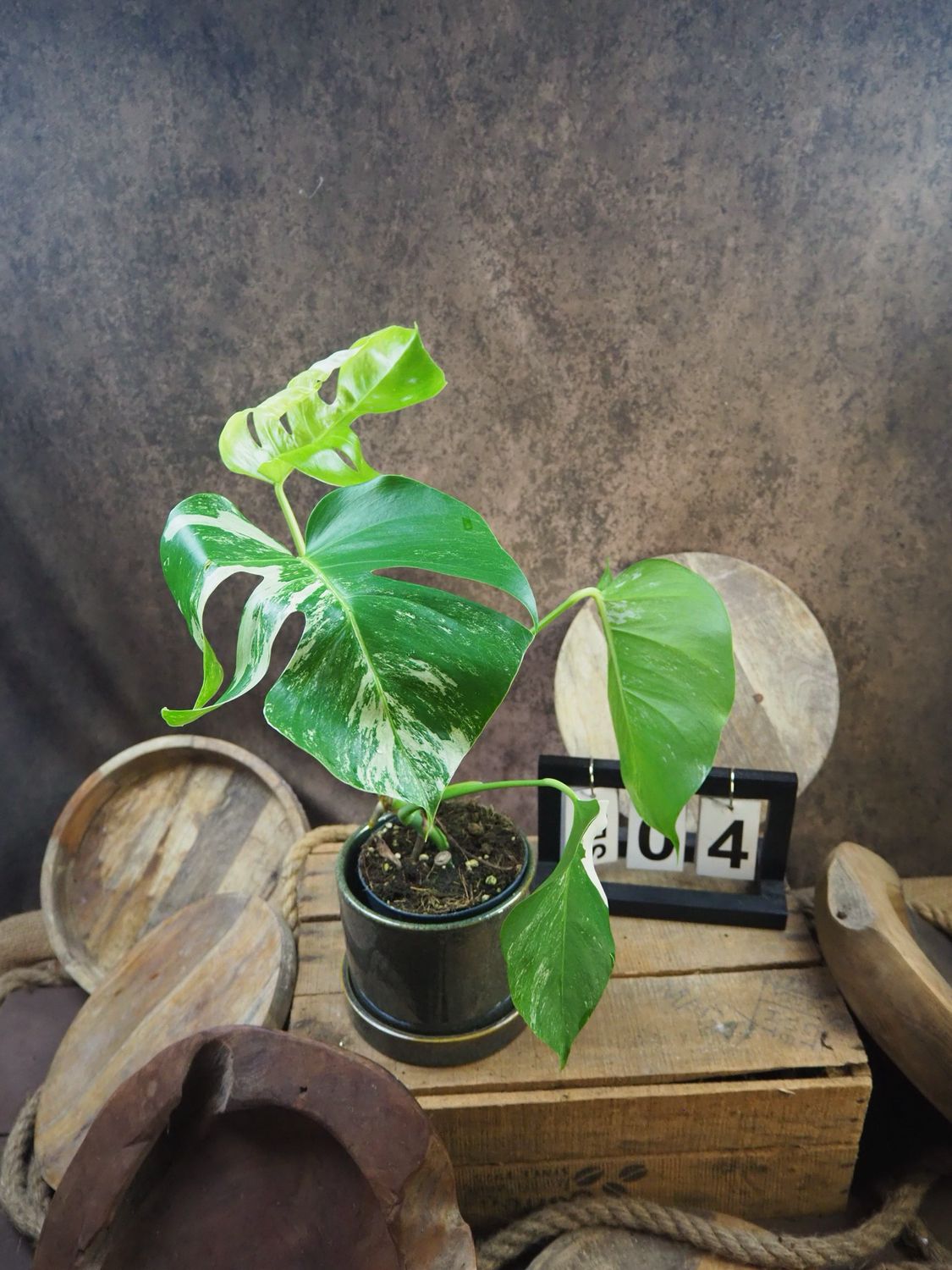 Monstera Albo Variegata #4 Monstera Albo Variegata #4