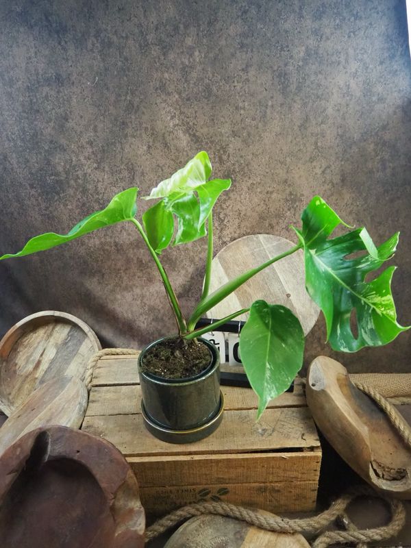 Monstera Albo Variegata #6 Monstera Albo Variegata #6