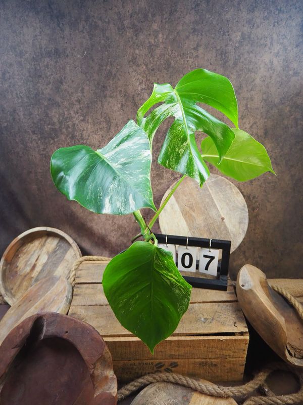 Monstera Albo Variegata #7 Monstera Albo Variegata #7