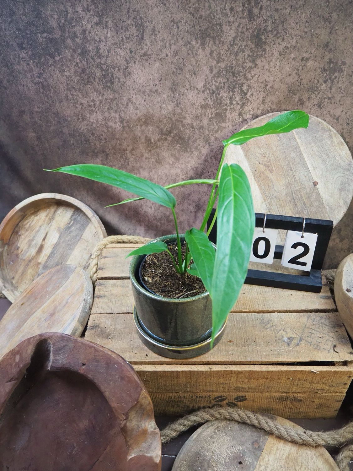 Monstera tiwintza narrow #2 Monstera tiwintza narrow #2