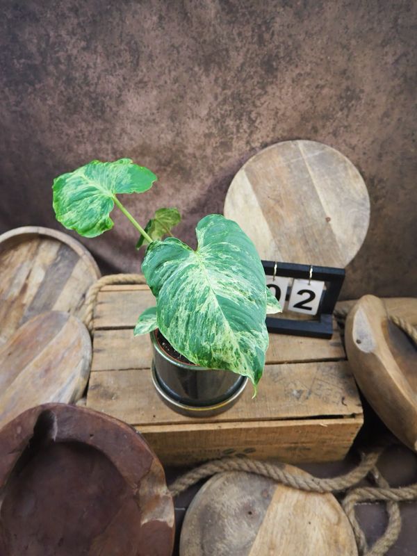 Homalomena Marble Variegata #2 Homalomena Marble Variegata #2