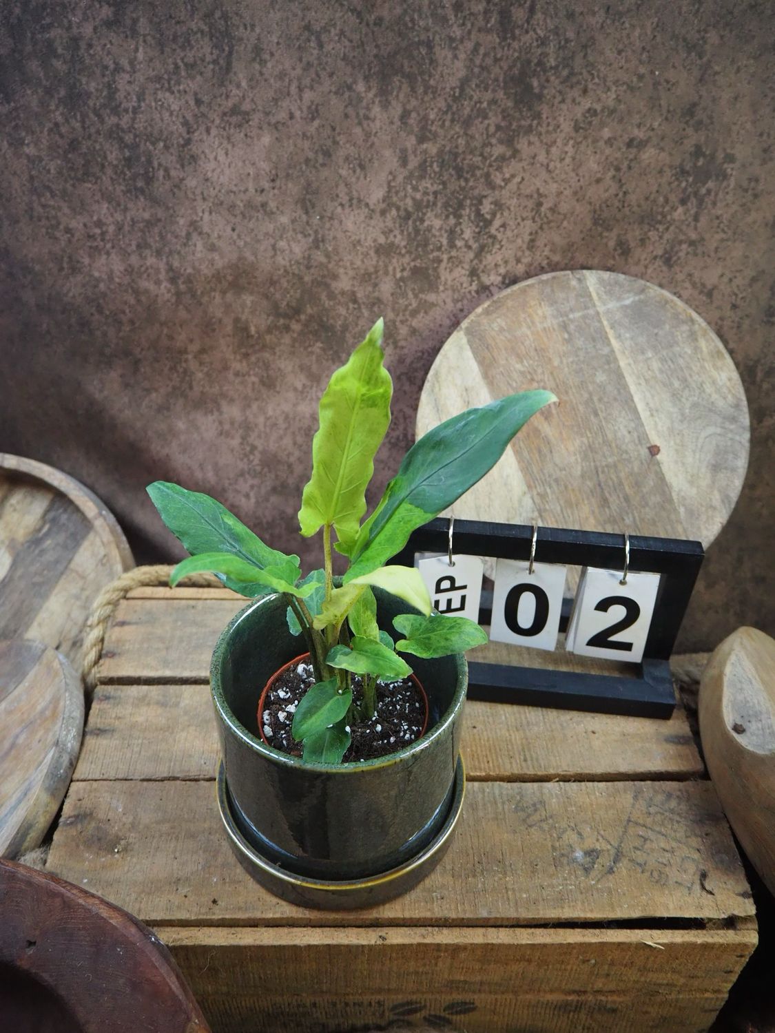 Alocasia Lauterbachiana Variegata #2