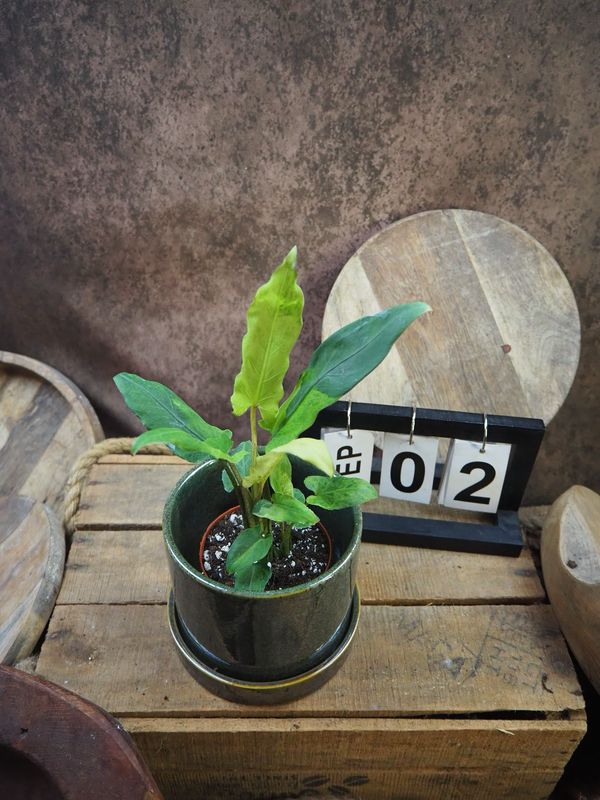 Alocasia Lauterbachiana Variegata #2 Alocasia Lauterbachiana Variegata #2